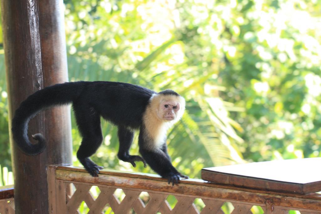 Jungle Villa Manuel Antonio Esterno foto