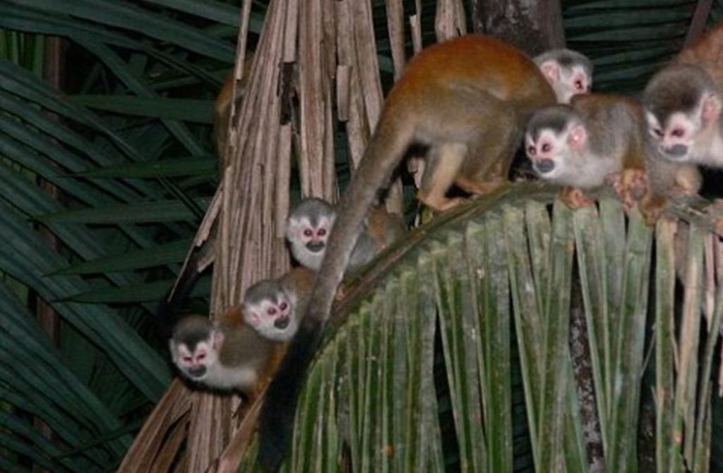 Jungle Villa Manuel Antonio Esterno foto